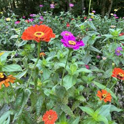 Ellijay Mushrooms - U pick flower graden