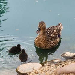 Elk Grove Regional Park - Baby ducks!