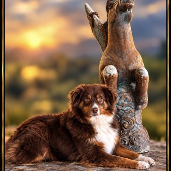 Dominant Dogs Training - Leonard Ludovico | Dog Behavior Specialist
Aggressive & Reactive Dog Rehab
3-Week Board & Train
Southern California - Pet Training Near Me Dominant Dogs Training - Leonard Ludovico | Dog Behavior Specialist
Aggressive & Reactive Dog Rehab
3-Week Board & Train
Southern California - Pet Training Near Me
