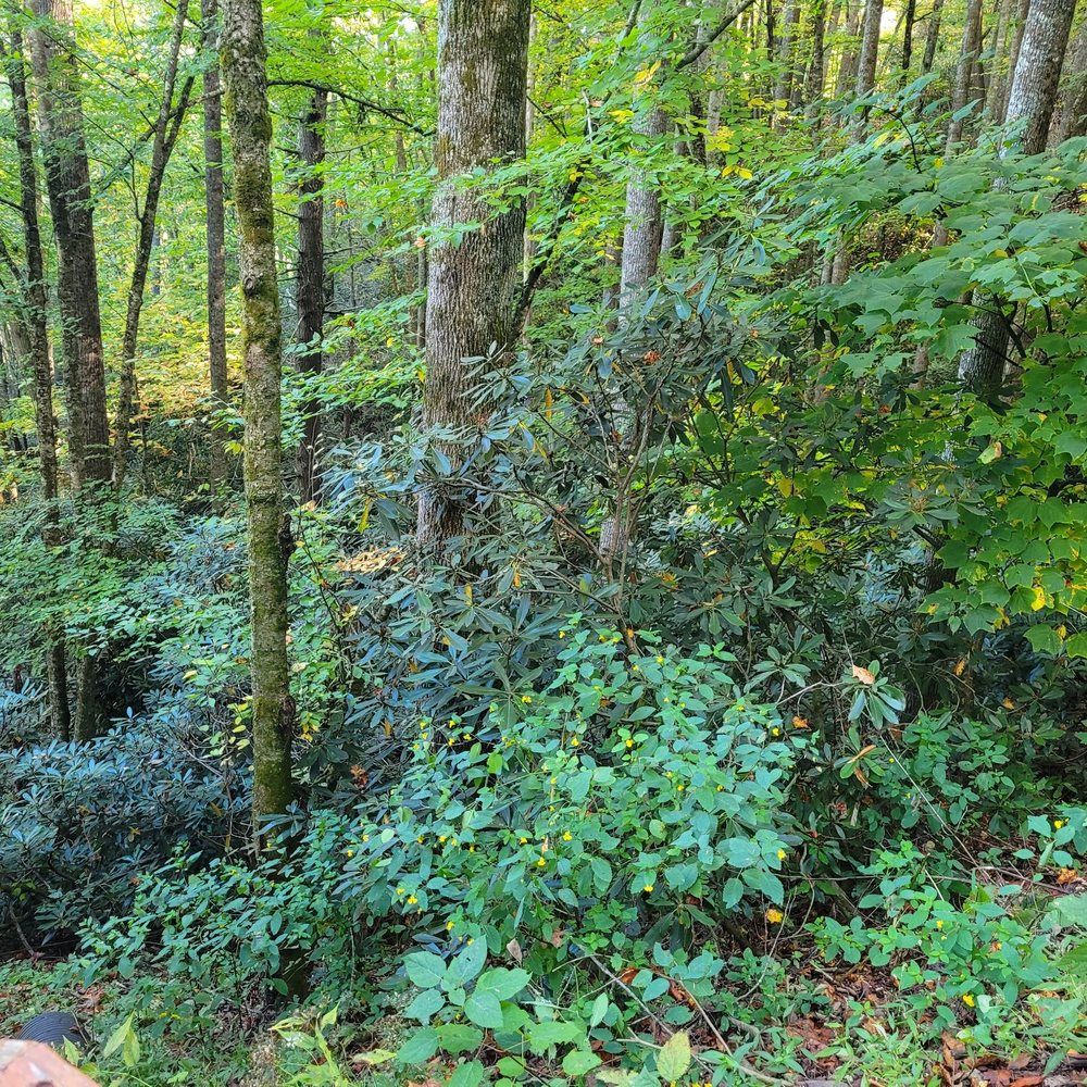 Fairy Woods Cabin - outside - Vacation Rentals Near Me - Banner Elk, North Carolina