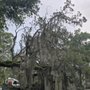 Photo of Costello's Tree Service