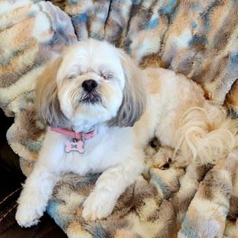 Paws Place Grooming - Thank you paws grooming - Pet Groomers Near Me - Lakeside, California Paws Place Grooming - Thank you paws grooming - Pet Groomers Near Me - Lakeside, California