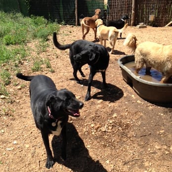 Barking Springs Dog Ranch - Waiting in line for the tub. - Pet Sitting Near Me - Del Valle, Texas Barking Springs Dog Ranch - Waiting in line for the tub. - Pet Sitting Near Me - Del Valle, Texas