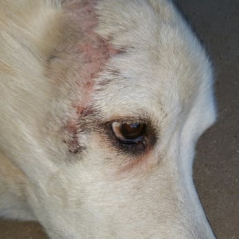 Hope Veterinary Clinic - Healing well - Veterinarians Near Me - Amarillo, Texas Hope Veterinary Clinic - Healing well - Veterinarians Near Me - Amarillo, Texas