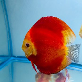 Bay Area Discus - Local Fish Stores Near Me - San Jose, California