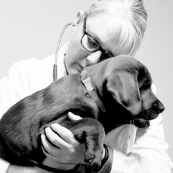 Coastal Veterinary - Dr. Richards getting that heart rate on this adorable puppy.