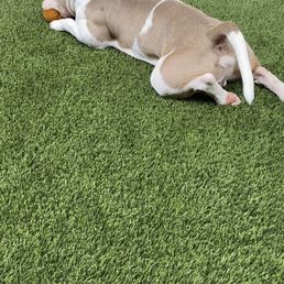 Peeing laying down because he is in pain from Montrose vet! Do not let this practice see your animals! Peeing laying down because he is in pain from Montrose vet! Do not let this practice see your animals!