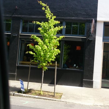 Pine State Biscuits - Tree outside - Breakfast & Brunch Near Me - Portland, Oregon
