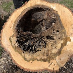 Traditional Tree Care