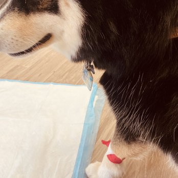 VEG ER for Pets - Emergency Pet Hospital Near Me - Commack, New York VEG ER for Pets - Emergency Pet Hospital Near Me - Commack, New York