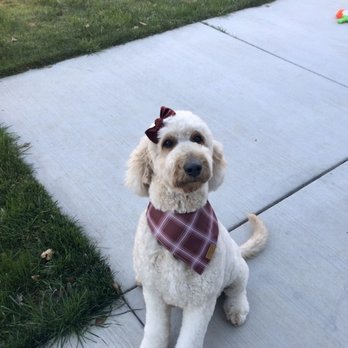 petco grooming sparks