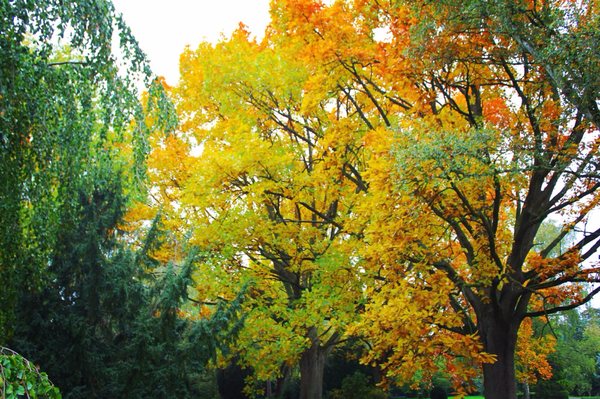 Bispebjerg Cemetery by null