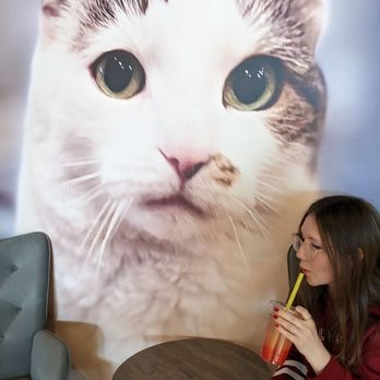 Smitten Kitten Cat Cafe and Coffee Shop - Coffee & Tea Near Me - Fishers, Indiana Smitten Kitten Cat Cafe and Coffee Shop - Coffee & Tea Near Me - Fishers, Indiana