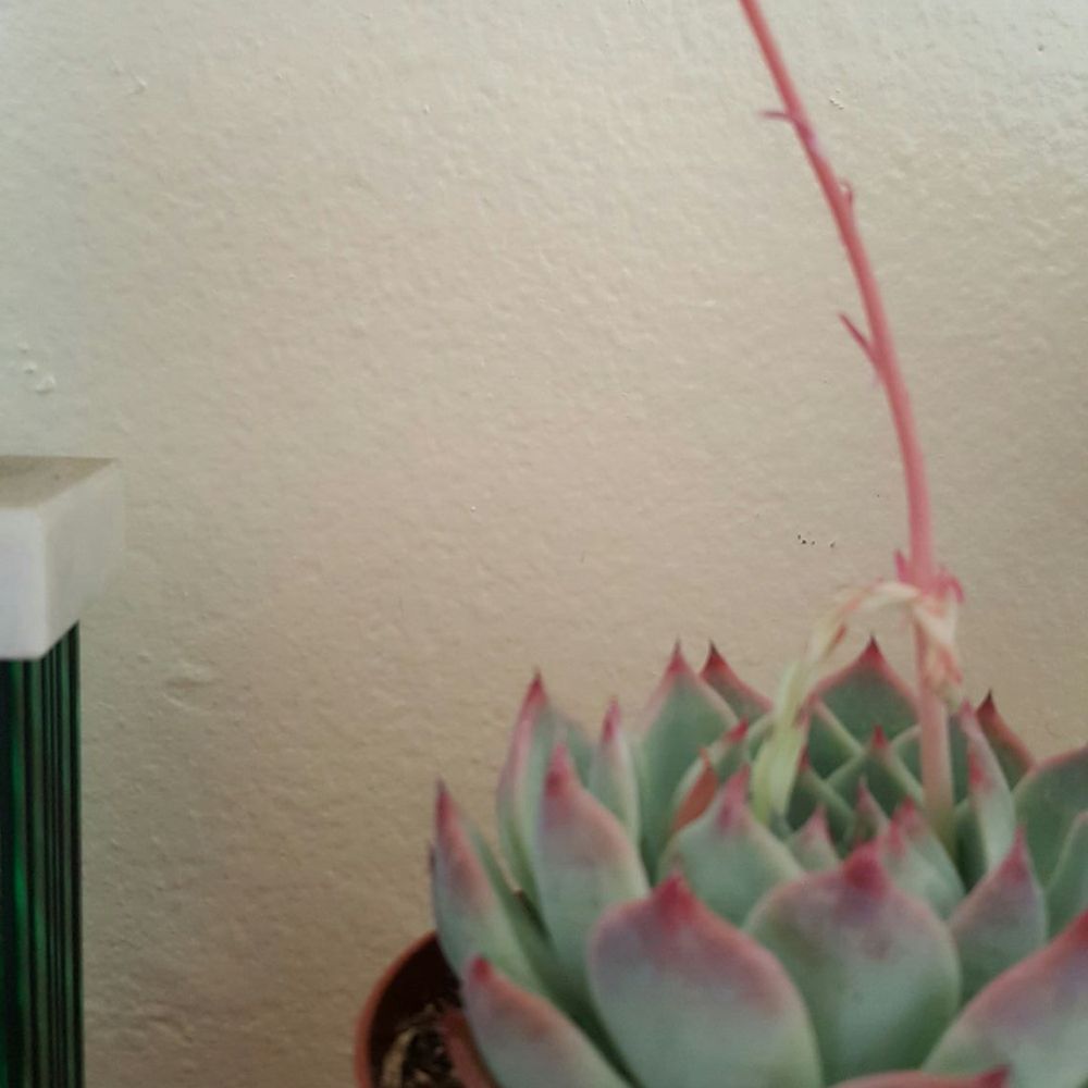 North County Roots Nursery - Nurseries & Gardening Near Me - Valley Center, California
