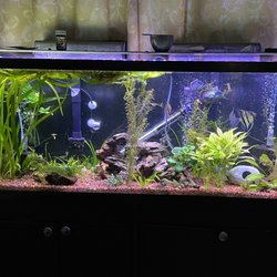 Upscale Aquatics - My 55 gallon tanked stocked with all plants I have got from Upscale Aquatics