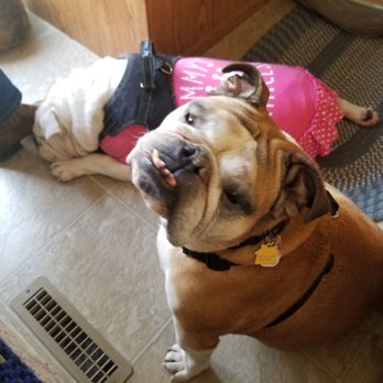 Riverland Rv Resort - Our 7 Bulldogs and their parrot are so grateful for this place - Resorts Near Me - Kingsburg, California Riverland Rv Resort - Our 7 Bulldogs and their parrot are so grateful for this place - Resorts Near Me - Kingsburg, California
