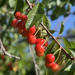 Marsh Creek Cherries