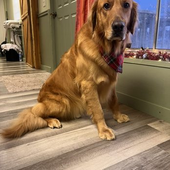 B’s K9 Grooming - Pet Groomers Near Me - Fort Shaw, Montana