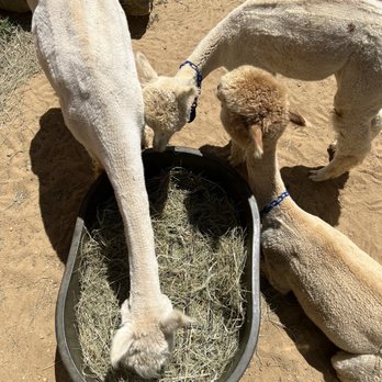 Island Alpaca - Knitting Supplies Near Me - Oak Bluffs, Massachusetts