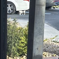 Windsor Woods Convalescent & Assisted Living - This may be the same kitty cat