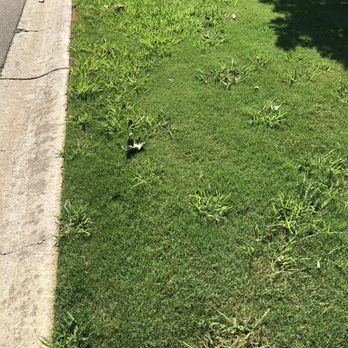 GrassRoots Turf - a patch of grass on the side of a road - Pest Control Near Me - Douglasville, Georgia