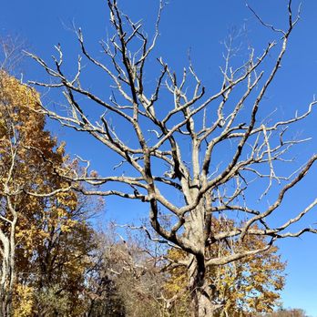 Caratunk Wildlife Refuge - Tree - Parks Near Me - Seekonk, Massachusetts Caratunk Wildlife Refuge - Tree - Parks Near Me - Seekonk, Massachusetts