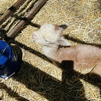 Sopris Alpaca Ranch - Ranches Near Me - Silt, Colorado