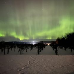 River Bend Winery & Distillery - The Northern Lights through the vineyard.