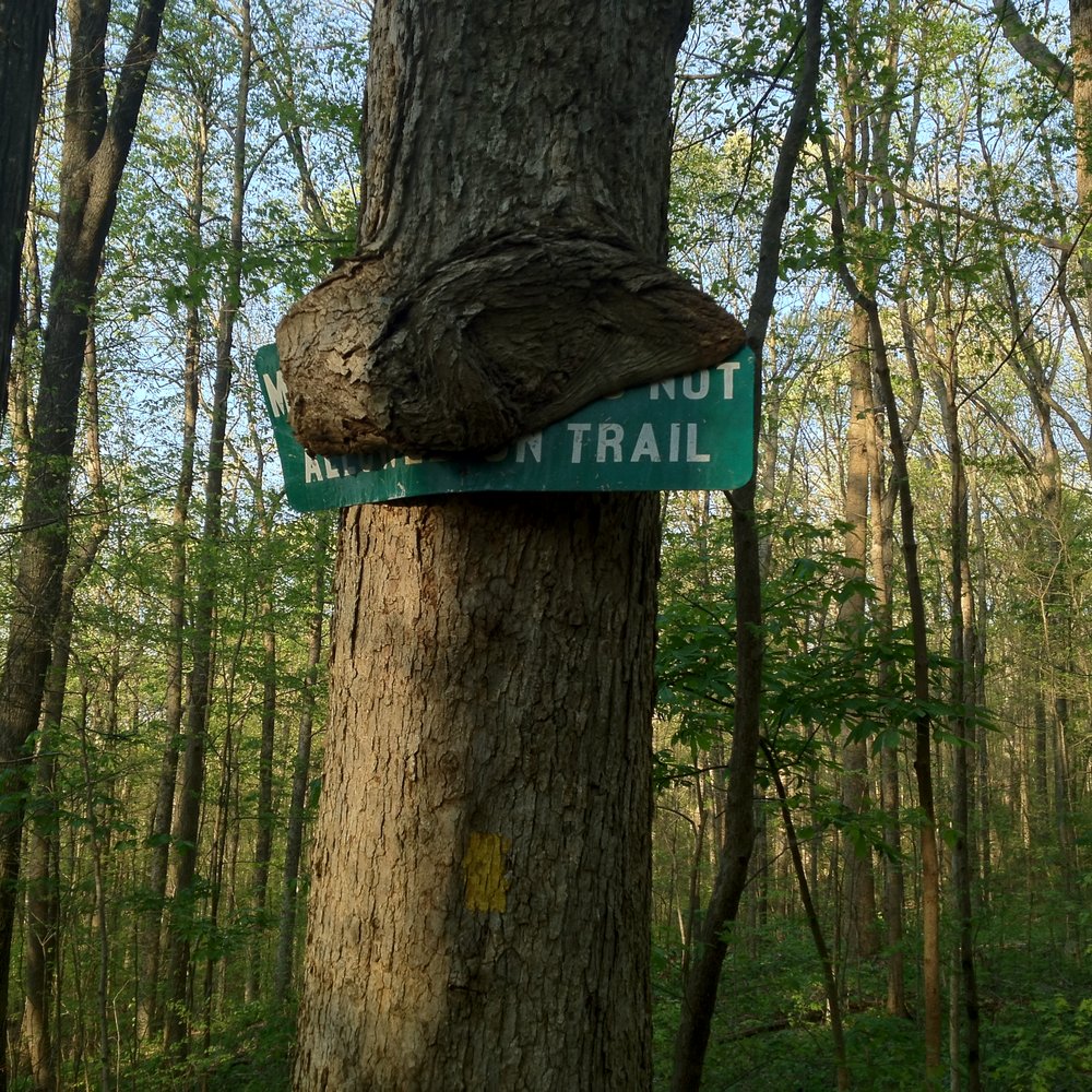 Monte Sano State Park - 03-26-12; Monte Sano State Park [Tree is tired of being upstaged by the sign bolted to it], Huntsville, AL - Parks Near Me - Huntsville, Alabama