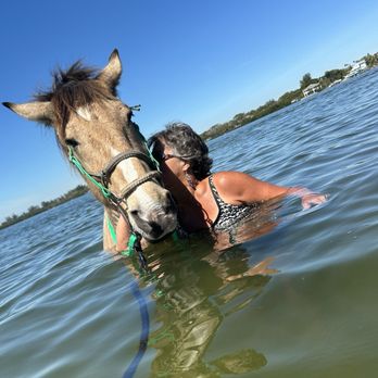 Florida Beach Horses - This is Hoss and I got to cuddle with him and give kisses! - Beaches Near Me - Bradenton, Florida