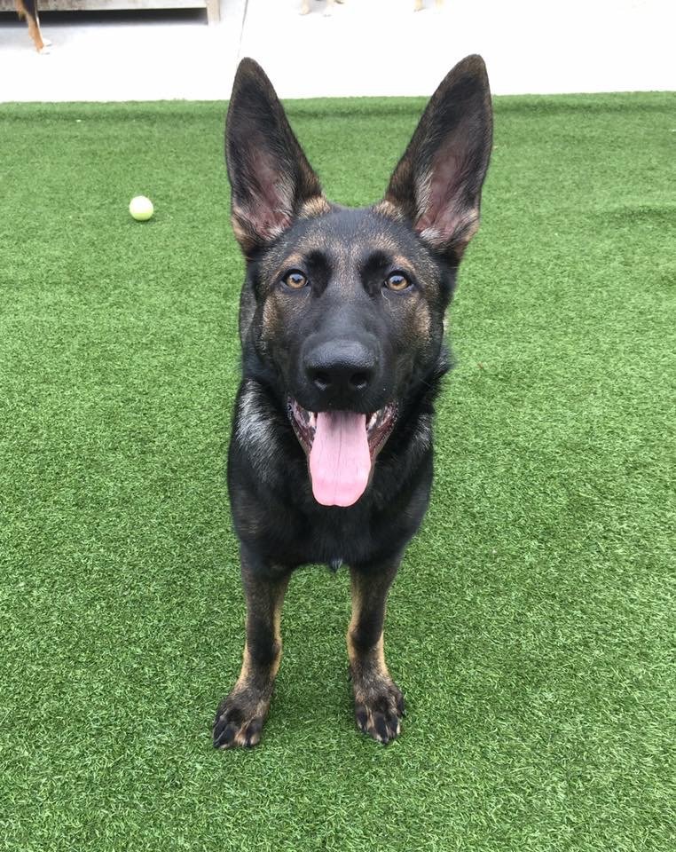 BONITA BOARDING KENNEL AND PET CAMP 16 Photos 9240 Brookwood Ct