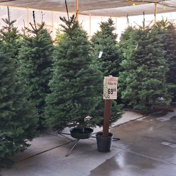 Star Nursery - Christmas trees are on sale here during my visit in early December. - Nurseries & Gardening Near Me - Las Vegas, Nevada