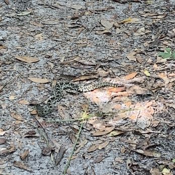 Anastasia State Park - Saw today on Nature Trail, and nearby roads: Venomous Eastern Diamondback Rattlesnake (Crotalus adamanteus). - Parks Near Me - Saint Augustine, Florida