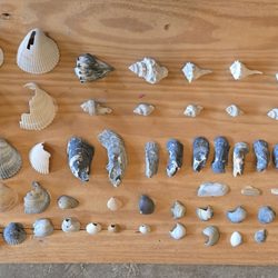 Shutters On The Banks - Some Kill Devil Hill beach sea shells and Oregon Inlet conch snails