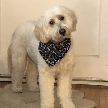 Messy Mutt - Pet Groomers Near Me