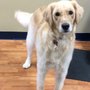 Photo of Lulu's Dog Pawlour