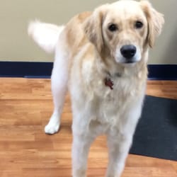Lulu's Dog Pawlour