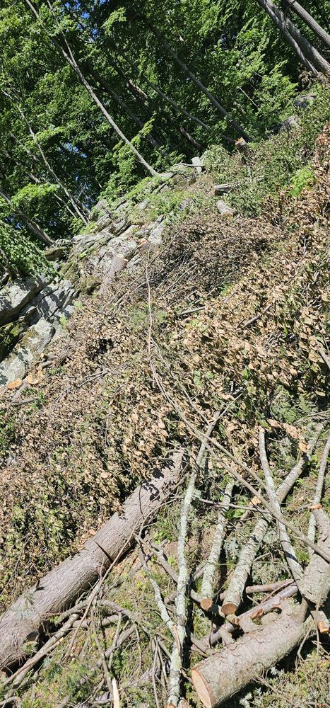 Centi's Landscaping - tree service in New Haven, CT