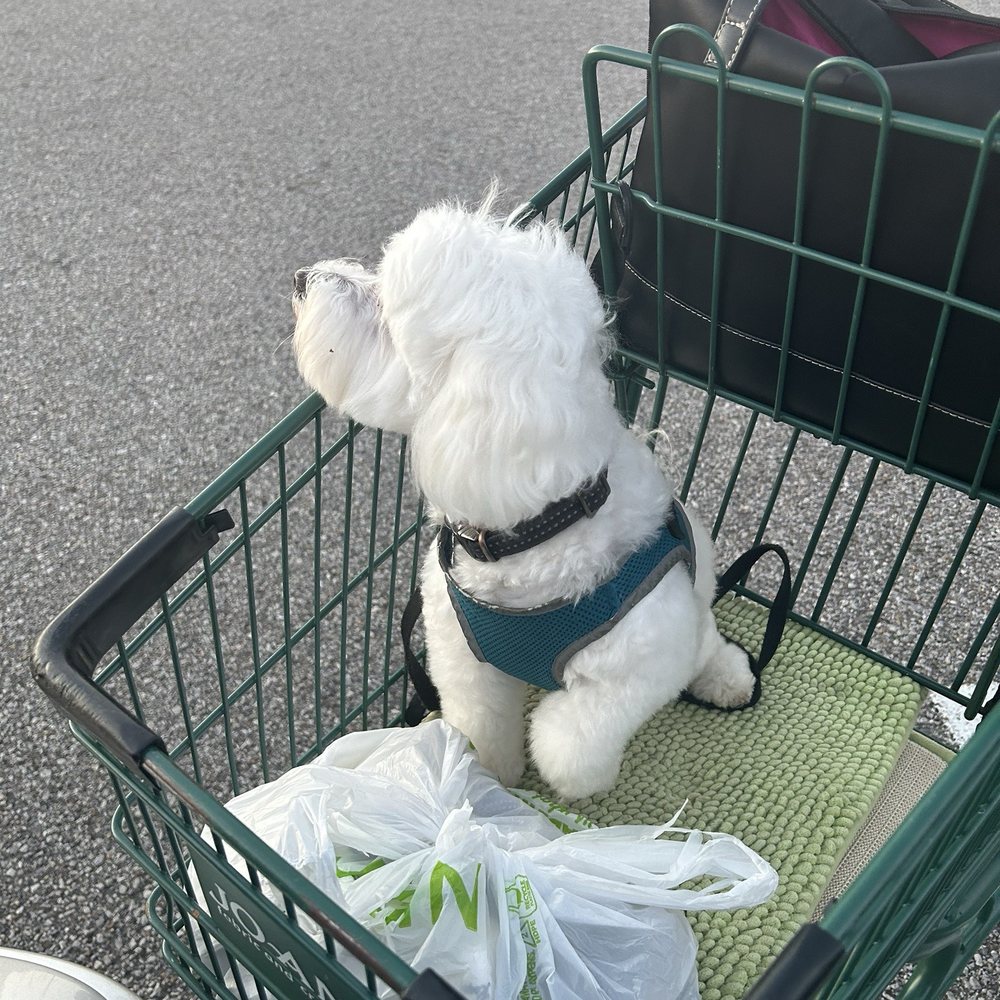 JOANN Fabric and Crafts - Dogs who are on their best behavior in Joann's Fabrics get treats when they get back to the car. - Home Decor Near Me - Hoover, Alabama JOANN Fabric and Crafts - Dogs who are on their best behavior in Joann's Fabrics get treats when they get back to the car. - Home Decor Near Me - Hoover, Alabama