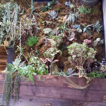 Cafe Topes - Living wall of succulents - Coffee & Tea Near Me - Carlsbad, California