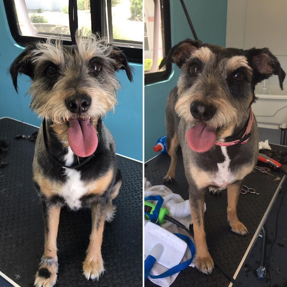 EL PASO GROOMING TEMP. CLOSED Updated September 2024 14 Photos