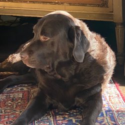 Chesapeake Pet Grooming
