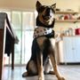 Photo of Desired Styles Pet Grooming