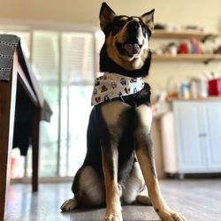 Desired Styles Pet Grooming - Ammo looking so handsome after his bath & de shedding