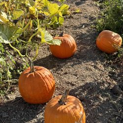 Santa Rosa Pumpkin Patch