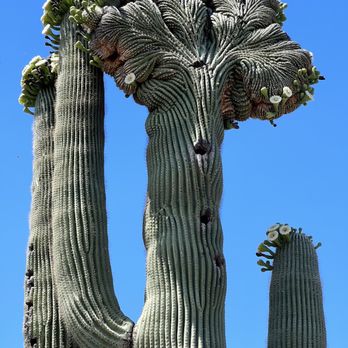 Desert Botanical Garden - Cactus - Botanical Gardens Near Me - Phoenix, Arizona Desert Botanical Garden - Cactus - Botanical Gardens Near Me - Phoenix, Arizona
