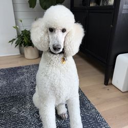 Two Brothers Dog Wash - Thurston Howl III ( Howie) post grooming!