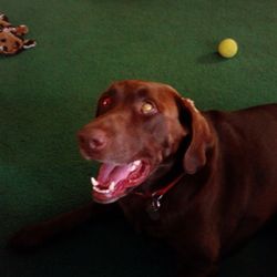 Candlewood Veterinary Clinic - Buddy Joe.