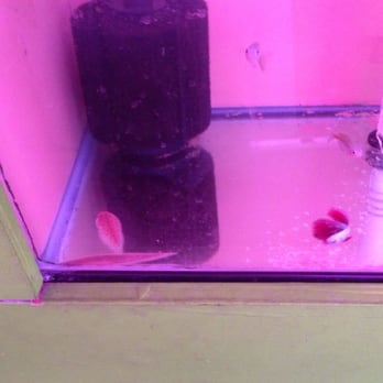 DD Fish-Pets - Two fresh water flounders with a betta. - Local Fish Stores Near Me - Santa Ana, California DD Fish-Pets - Two fresh water flounders with a betta. - Local Fish Stores Near Me - Santa Ana, California