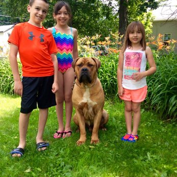 Pinnacle Protection Dogs - Pinnacle's "Leo" protection dog showing what it means to be a true family protection dog. - Pet Training Near Me Pinnacle Protection Dogs - Pinnacle's "Leo" protection dog showing what it means to be a true family protection dog. - Pet Training Near Me